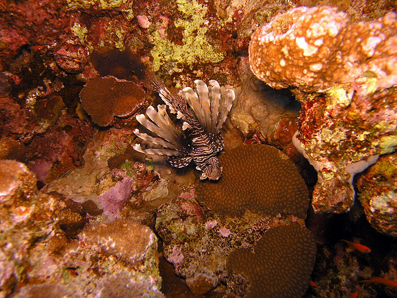Lionfish