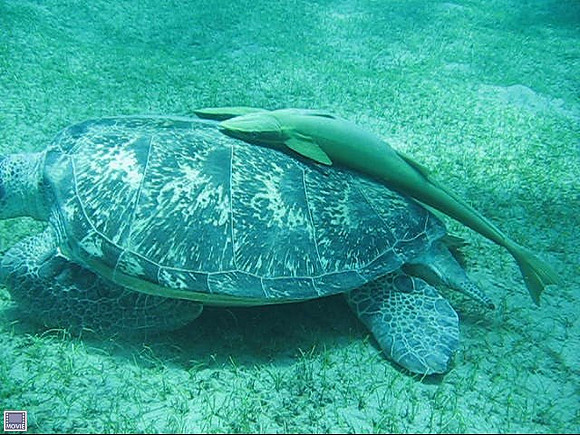 Green Turtle at the Marsa Abu Dabab bay, at depth of 5 meters eating sea grass. Filmed in April 2007.As of May 2007, this bay has been closed to all water-based activities to protect the marine life.