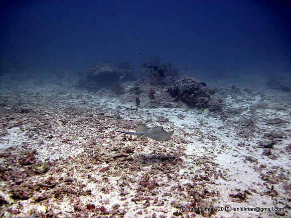 Stingray