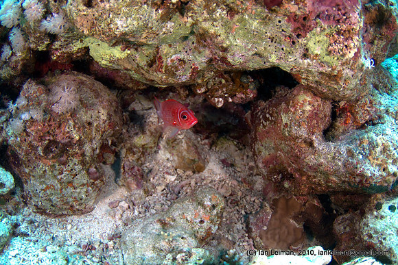 small red fish