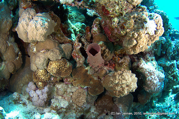 tube sponge