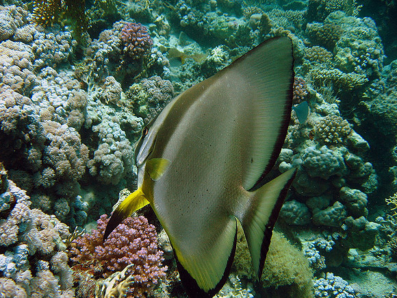 Longfin spadefish (Platax teira) at Ras Shona reef