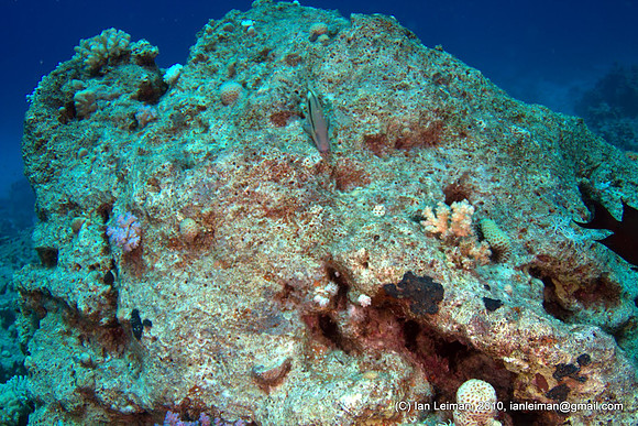 dead coral