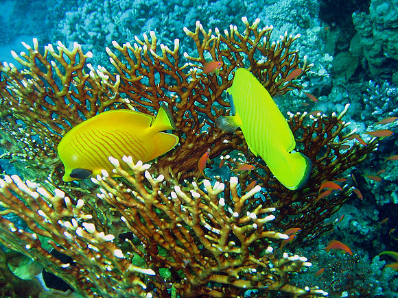 Masked butterflyfishes (chaetodon semilarvatus)