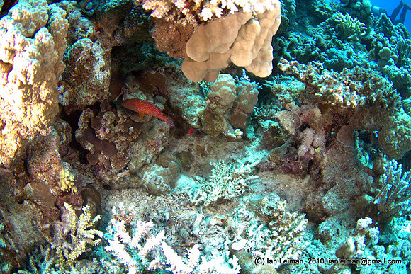 red coral grouper
