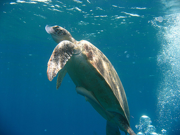 Green turtle eating a jelly fish