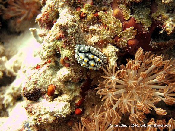 nudibranch