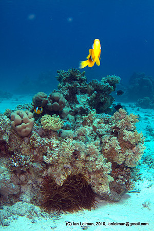 looking at the angry fish, the coral is pretty far away still