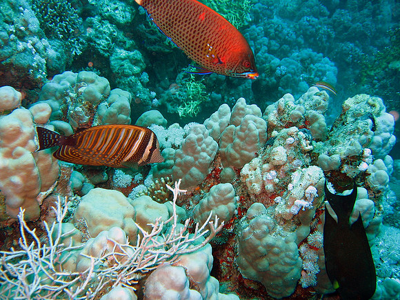 left: Zebrasoma desjardinii, middle: Pseudodax moluccanus, right: Ctenochaetus striatus