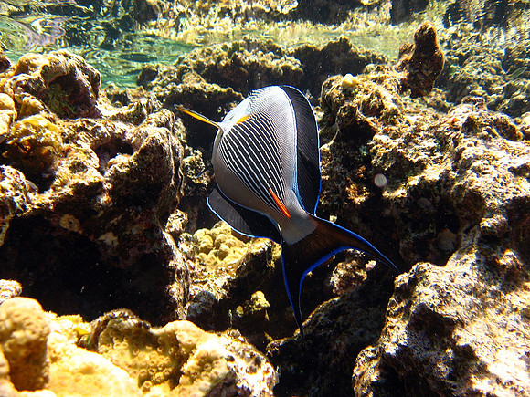 Sohal surgeonfish